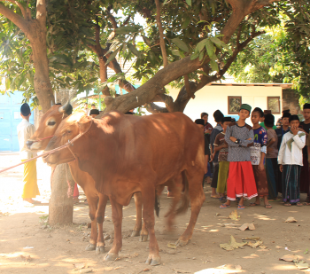 Penyembelihan Hewan Qurban
