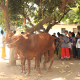 Penyembelihan Hewan Qurban