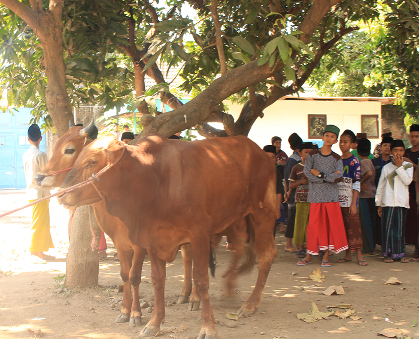 Penyembelihan Hewan Qurban