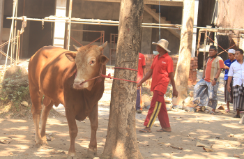 Penyembelihan Hewan Qurban