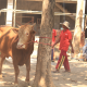 Penyembelihan Hewan Qurban