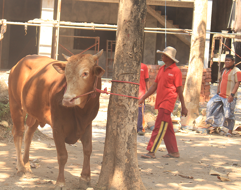Penyembelihan Hewan Qurban