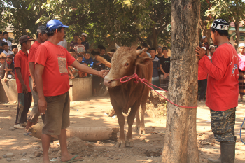 Penyembelihan Hewan Qurban