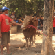 Penyembelihan Hewan Qurban