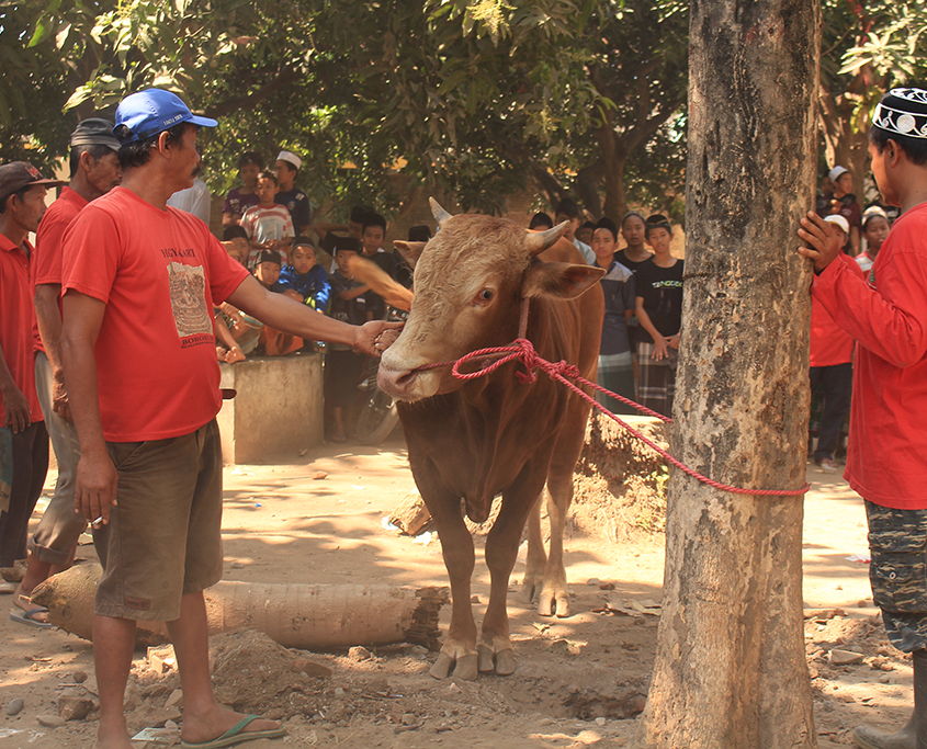 Penyembelihan Hewan Qurban