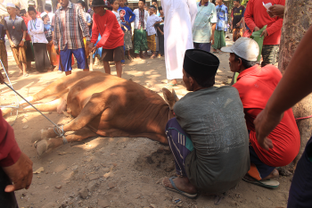 Penyembelihan Hewan Qurban