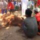 Penyembelihan Hewan Qurban