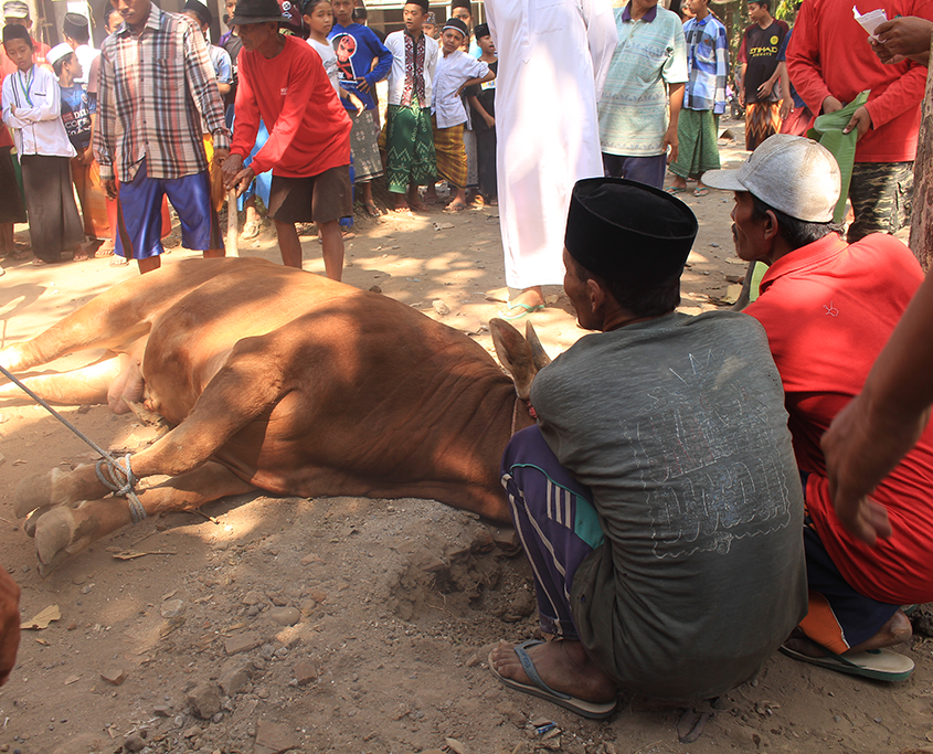 Penyembelihan Hewan Qurban