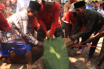 Penyembelihan Hewan Qurban