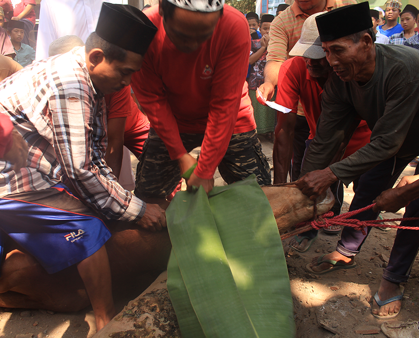 Penyembelihan Hewan Qurban