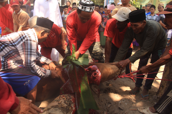 Penyembelihan Hewan Qurban