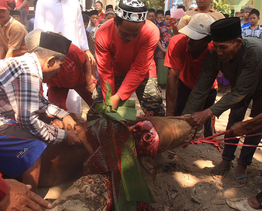 Penyembelihan Hewan Qurban