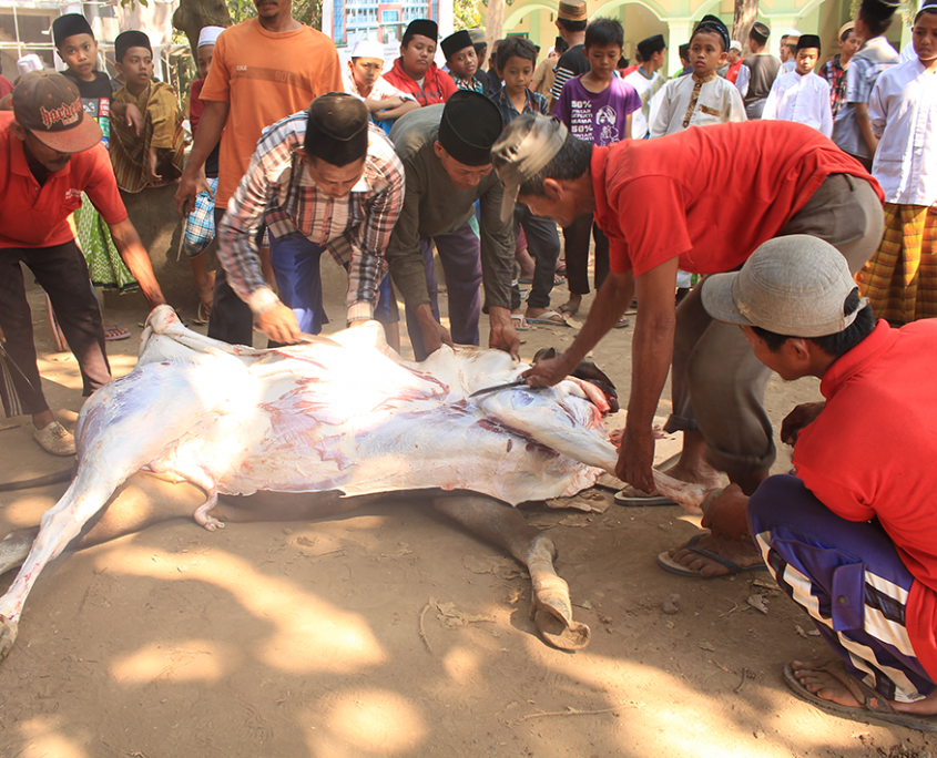 Penyembelihan Hewan Qurban