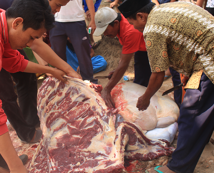 Penyembelihan Hewan Qurban