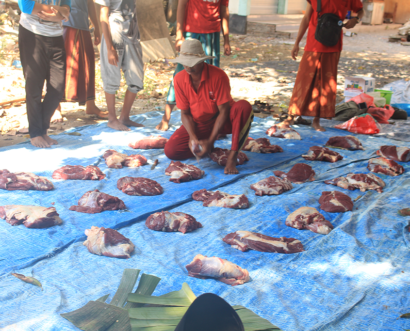 Penyembelihan Hewan Qurban