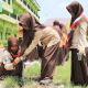 Aksi Lingkungan Sejuta Lubang Resapan Biopori Pramuka Universitas Nurul Jadid
